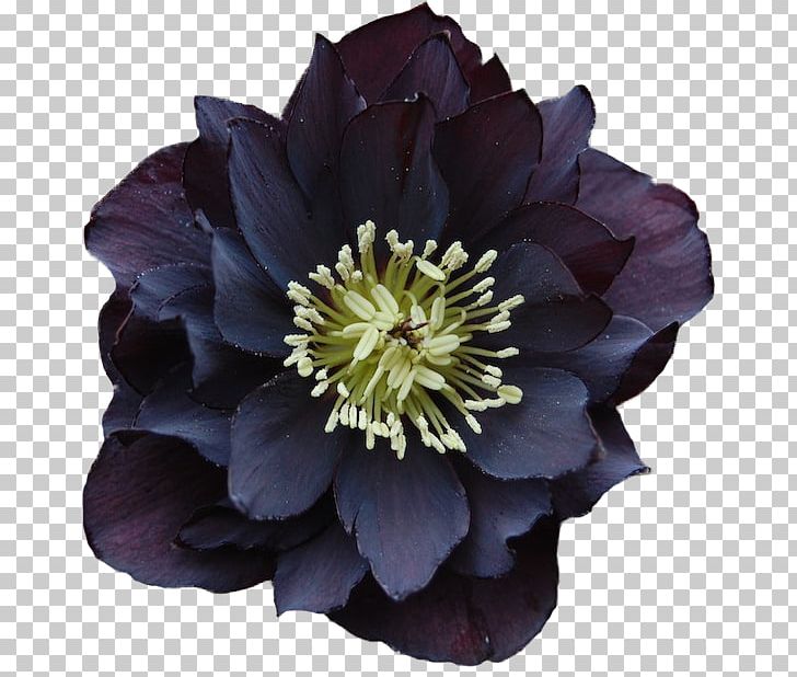 Flower Helleborus Niger Perennial Plant Color PNG, Clipart, Anemone, Bryophyllum Daigremontianum, Color, Flower, Flower Garden Free PNG Download