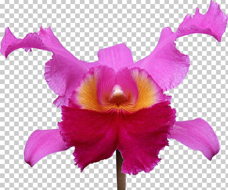 Orchids Photography Flower PNG, Clipart, Cattleya, Cattleya Orchids, Christmas Orchid, Dendrobium, Desktop Wallpaper Free PNG Download