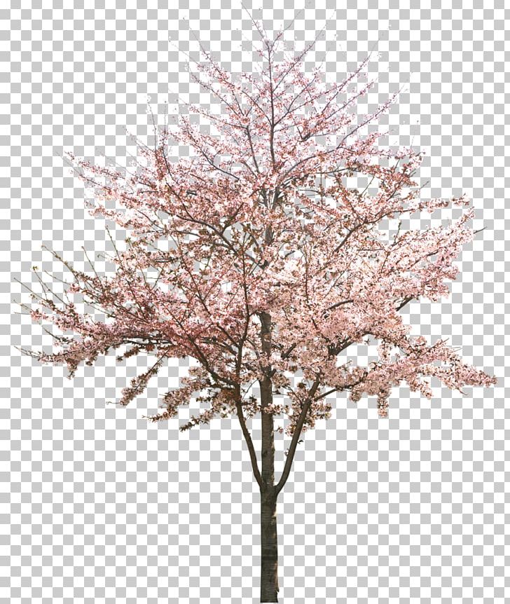 Cherry Blossom Tree PNG, Clipart, Apricot, Blossom, Branch, Cherry, Cherry Blossom Free PNG Download