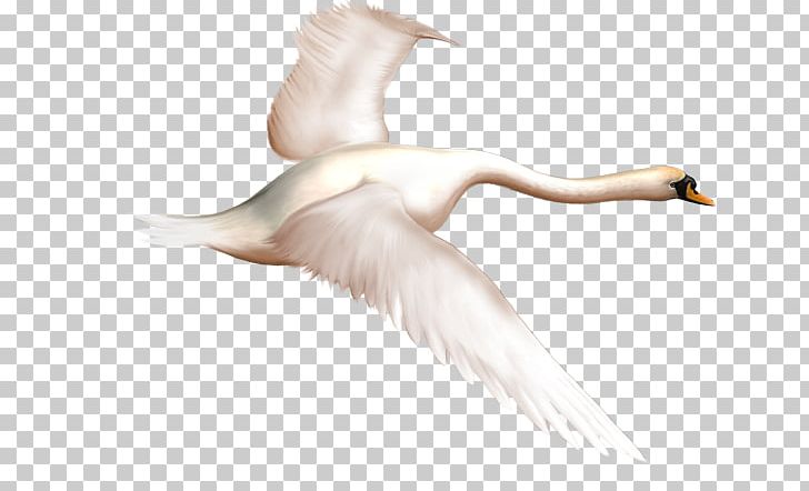 Duck Mute Swan Bird Goose PNG, Clipart, Beak, Bird, Black Swan, Cygnini, Download Free PNG Download