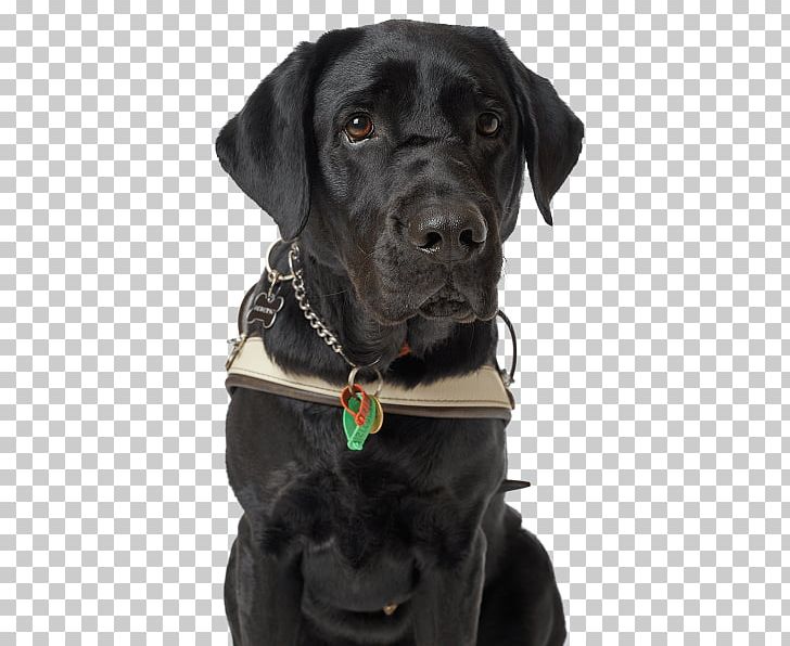 Labrador Retriever Golden Retriever Dog Collar Puppy Cat PNG, Clipart, Cat, Collar, Dog, Dog Breed, Dog Collar Free PNG Download