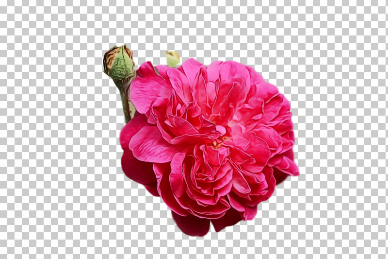 Garden Roses PNG, Clipart, Cabbage Rose, Camellia, Carnation, Cut Flowers, Flower Free PNG Download