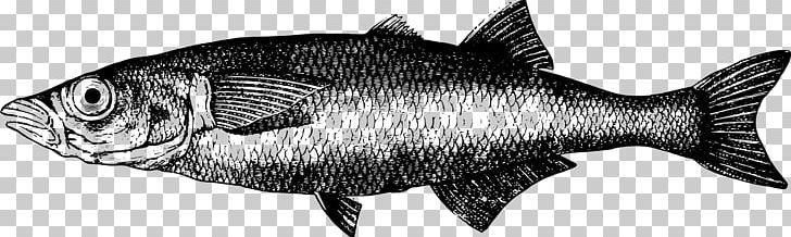Freshwater Fish Herring Fresh Water Animal PNG, Clipart, Animal, Animals, Aquatic Animal, Artwork, Black And White Free PNG Download