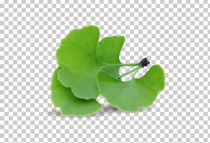 Ginkgo Biloba Herb Extract Dietary Supplement Health PNG, Clipart, Annual Plant, Dietary Supplement, Extract, Food, Ginkgoaceae Free PNG Download