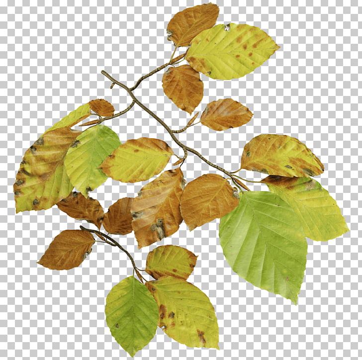 Leaf Deciduous PNG, Clipart, Beech Tree, Branch, Deciduous, Leaf, Others Free PNG Download