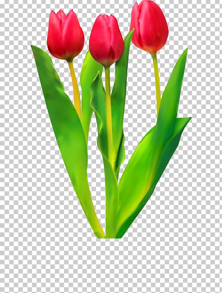 Tulip Flower PNG, Clipart, Bud, Computer, Cut Flowers, Desktop Wallpaper, Download Free PNG Download