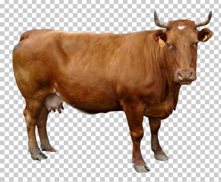 Holstein Friesian Cattle PNG, Clipart, Animals, Brown Cow, Bull, Cattle, Cattle Like Mammal Free PNG Download