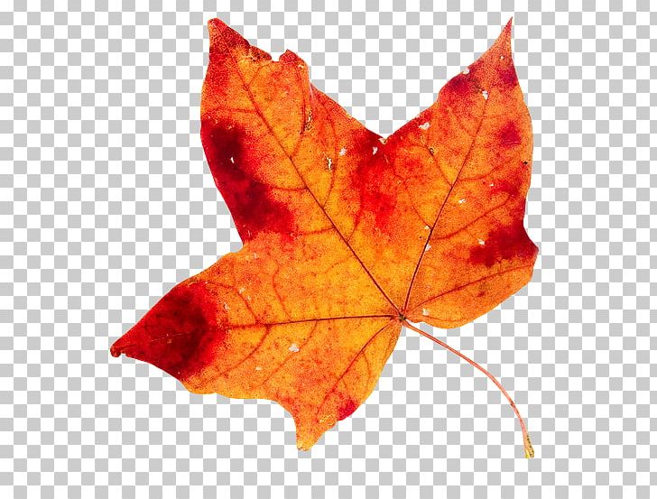 Maple Leaf Pouzolles 0 PNG, Clipart, 2017, Avatan, Avatan Plus, July, Leaf Free PNG Download