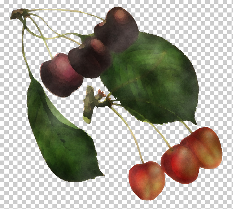 Leaf Plant Tree Fruit Woody Plant PNG, Clipart, Accessory Fruit, Cherry, Flower, Food, Fruit Free PNG Download