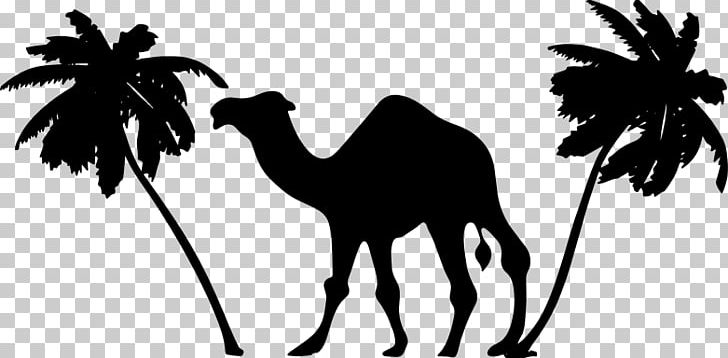 Dromedary Sahara PNG, Clipart, Arabian Camel, Black And White, Camel, Camel Clipart, Camel Like Mammal Free PNG Download