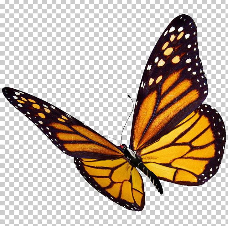 Monarch Butterfly Desktop PNG, Clipart, Arthropod, Brush Footed Butterfly, Butterfly, Clip Art, Desktop Wallpaper Free PNG Download