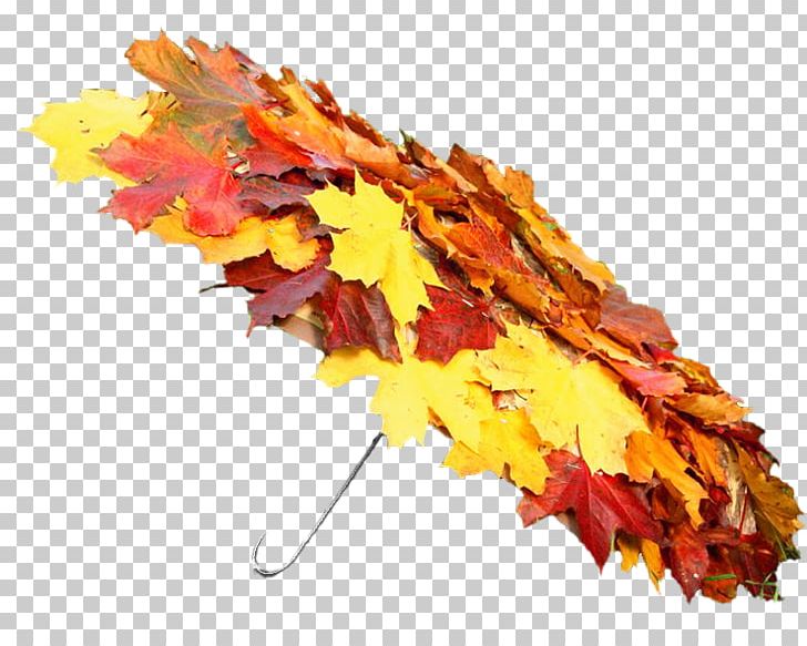Autumn Summer Portable Network Graphics Spring PNG, Clipart, Autumn, Autumn Leaves, Daytime, Desktop Wallpaper, Leaf Free PNG Download