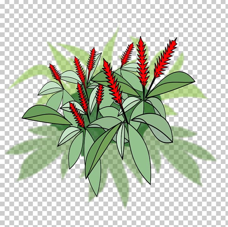 Red Ginger Leaf Plant PNG, Clipart, Alpinia, Alpinia Galanga, Branch, Computer Icons, Flower Free PNG Download