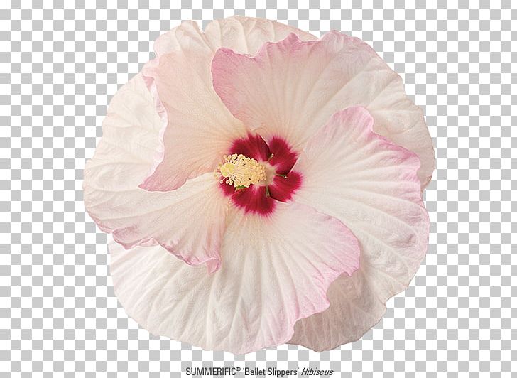 Rosemallows Rose Family Petal Pink M PNG, Clipart, Family, Flower, Flowering Plant, Flowers, Herbaceous Plant Free PNG Download