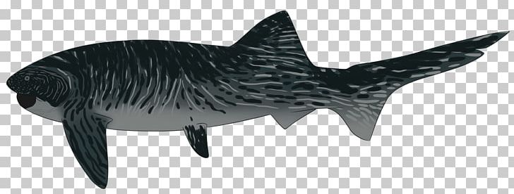 Tiger Shark Requiem Sharks Wildlife PNG, Clipart, Animal, Animal Figure, Black And White, Cartilaginous Fish, Fauna Free PNG Download