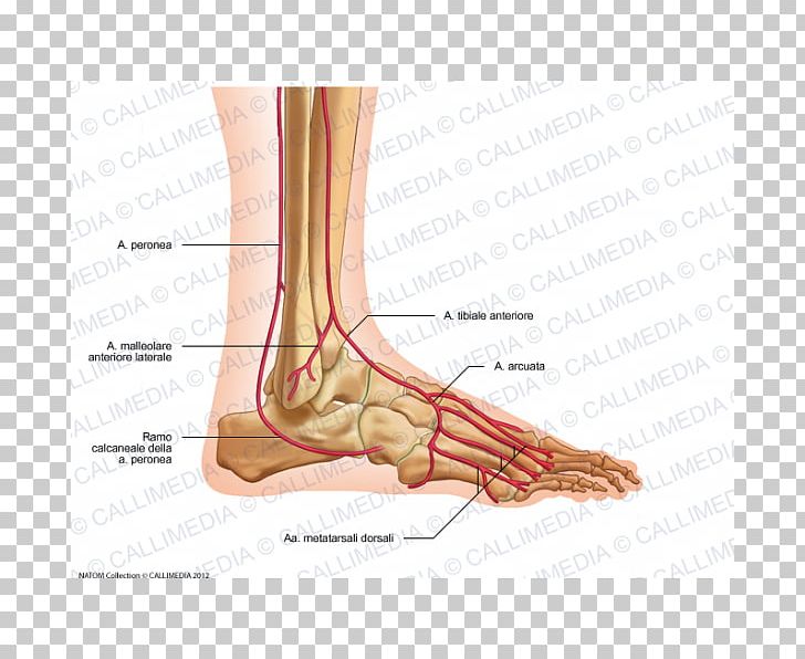 Thumb Foot Dorsalis Pedis Artery Anterior Tibial Artery PNG, Clipart, Abdomen, Anatomy, Ankle, Anterior Tibial Artery, Arm Free PNG Download