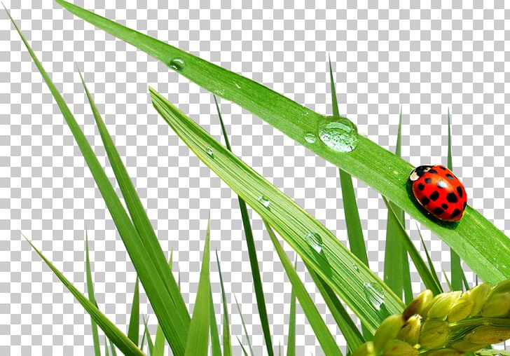 Extremism Seven-spot Ladybird Terrorism Ladybird Beetle DHC Facial Scrub PNG, Clipart, Dhc, Dhc Facial Scrub, Extremism, Facial, Grass Free PNG Download