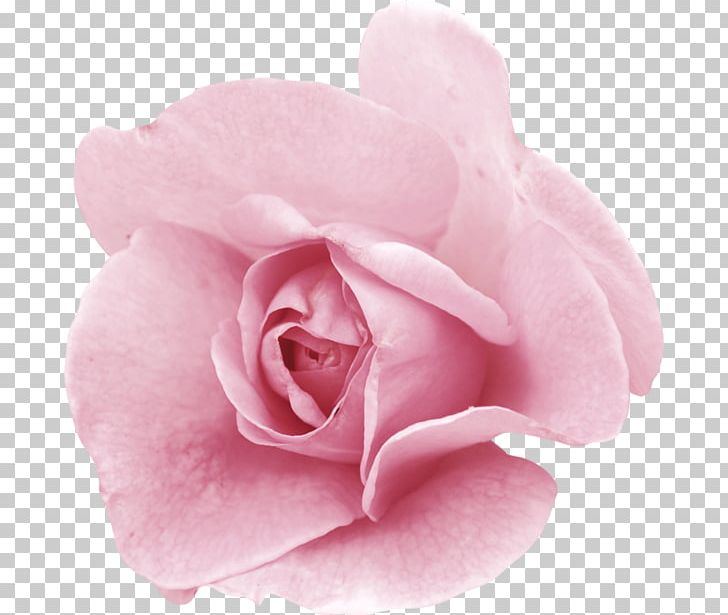 Garden Roses Centifolia Roses Pink Flower Floribunda PNG, Clipart, Blume, Centifolia Roses, China Rose, Cut Flowers, Fleure Free PNG Download