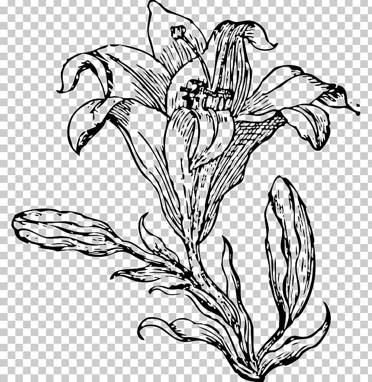 Lilium PNG, Clipart, Artwork, Black And White, Botany, Branch, Color Free PNG Download