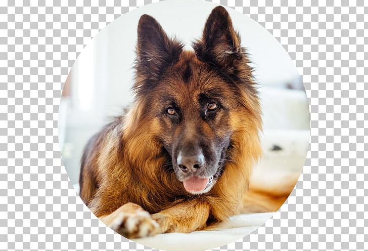 Old German Shepherd Dog King Shepherd Shiloh Shepherd Dog Tervuren PNG, Clipart, Animals, Breed, Carnivoran, Companion Dog, Dog Free PNG Download