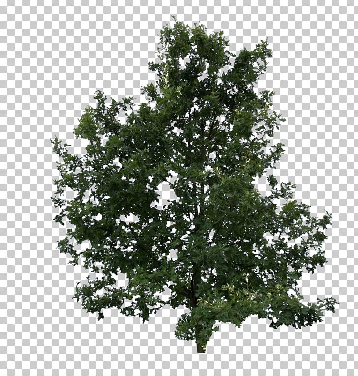 Quercus Suber Tree Plant Leaf Shrub PNG, Clipart, Acorn, Birch, Branch, Cut, Evergreen Free PNG Download