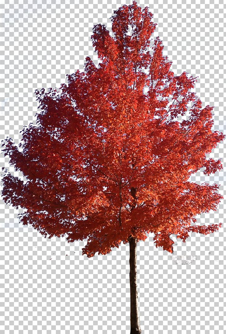 Red Maple Japanese Maple Sugar Maple Tree PNG, Clipart, Autumn, Bark, Birch, Branch, Clip Art Free PNG Download