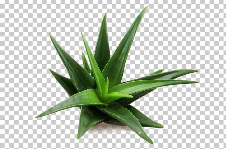 Aloe Vera Skin Care Plant Candelabra Aloe Medicine PNG, Clipart, Agave, Agave Azul, Aloe, Aloe Vera, Aloin Free PNG Download