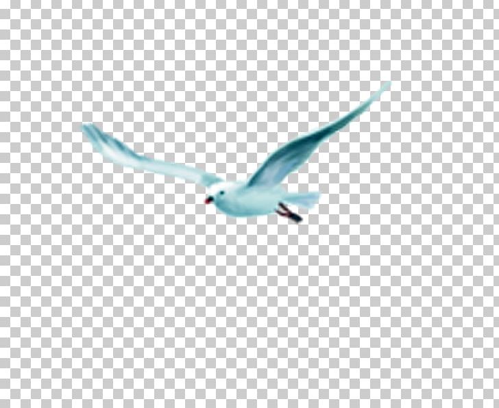 Bird Flight PNG, Clipart, Animals, Asuka, Beak, Bird, Bird Cage Free PNG Download