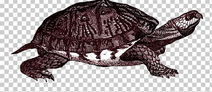 Common Snapping Turtle Eastern Box Turtle PNG, Clipart, Animal Figure, Animals, Art Box, Box Turtle, Chelydridae Free PNG Download