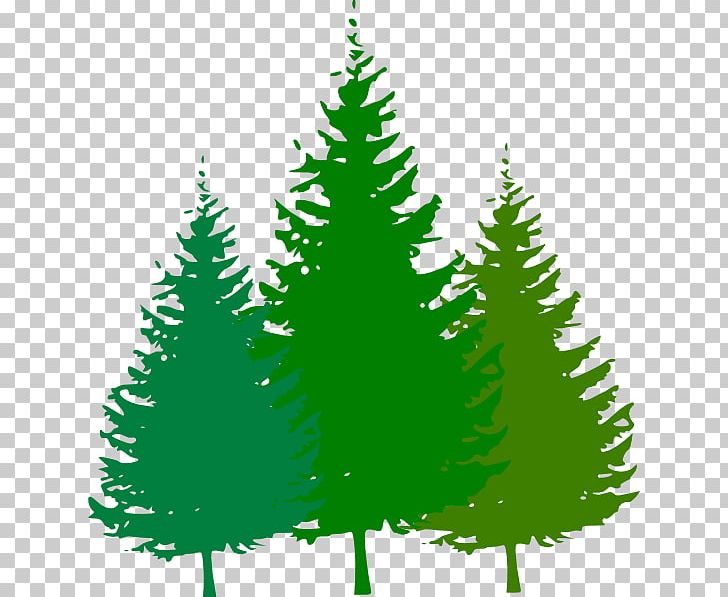 Free Content Pine PNG, Clipart, Cartoon Forest Pictures, Cedar, Christmas, Christmas Decoration, Christmas Ornament Free PNG Download