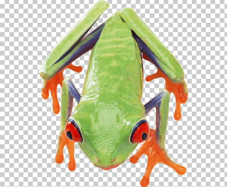 True Frog Common Frog Edible Frog Portable Network Graphics PNG, Clipart, American Bullfrog, Amphibian, Animals, Common Frog, Computer Icons Free PNG Download