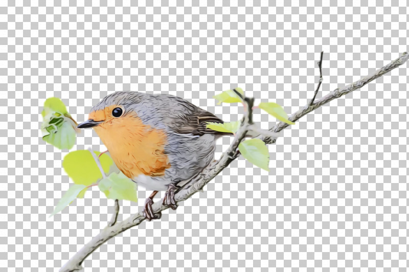 Feather PNG, Clipart, Beak, Europe, European Robin, Feather, Finches Free PNG Download
