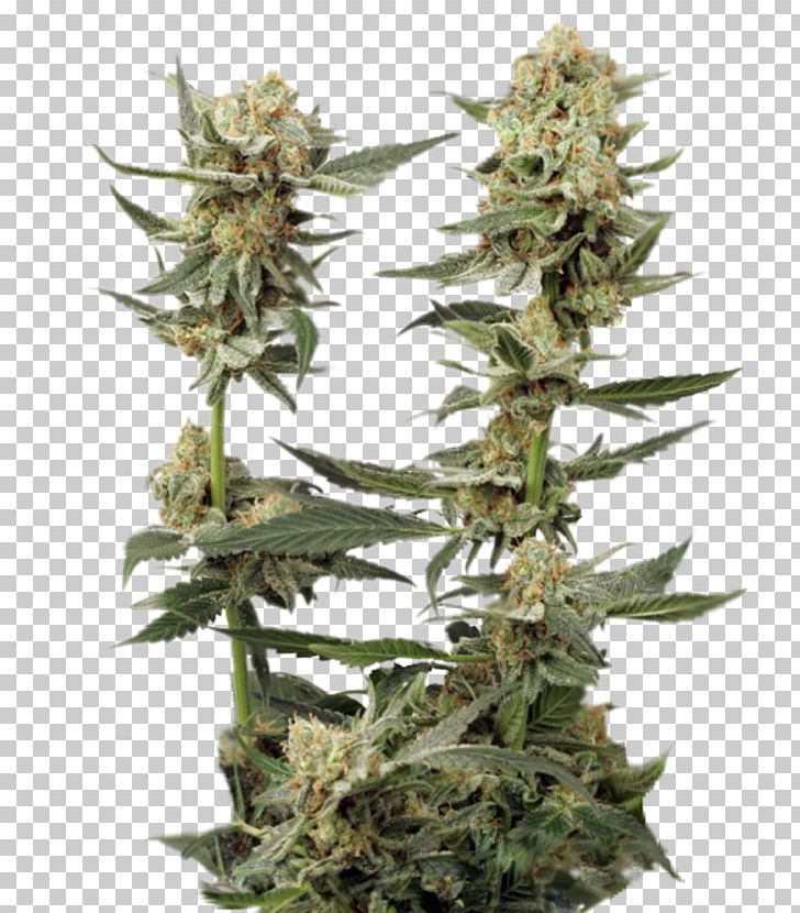 Marijuana Northern Lights Autoflowering Cannabis Seed PNG, Clipart, Autoflowering Cannabis, Cannabis, Cultivar, Dutch Passion, Haze Free PNG Download