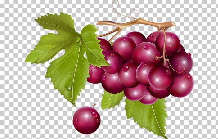 Wine Common Grape Vine PNG, Clipart, Berry, Cluster, Common Grape Vine, Computer Icons, Cranberry Free PNG Download