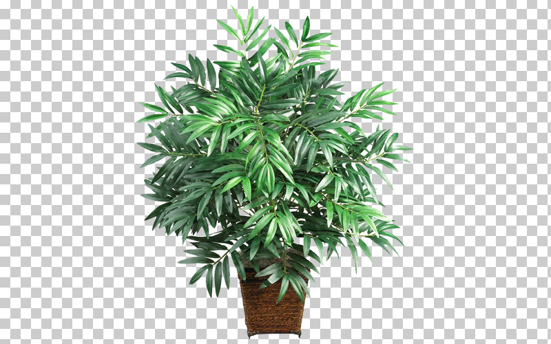 Palm Trees PNG, Clipart, Areca Palm, Bamboo, Bamboo Floor, Chamaedorea Elegans, Dracaena Free PNG Download