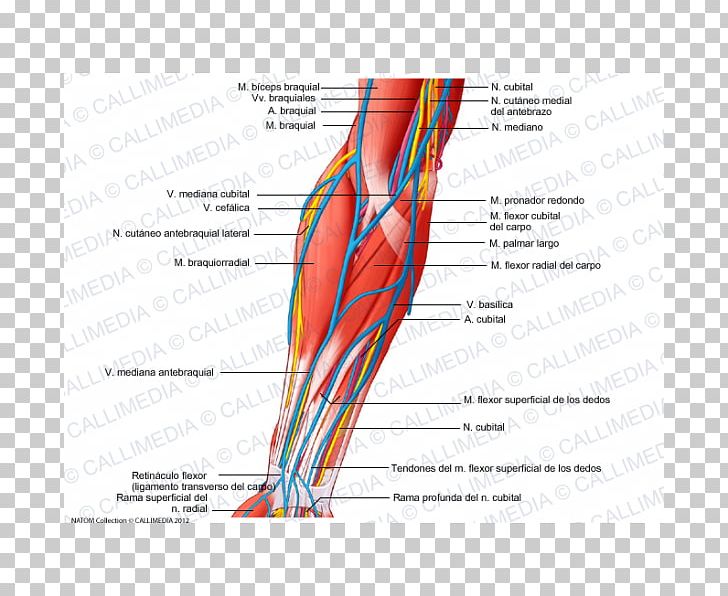 Anterior Compartment Of The Forearm Muscle Elbow Nerve PNG, Clipart, Angle, Arm, Artery, Blood Vessel, Circulatory System Free PNG Download