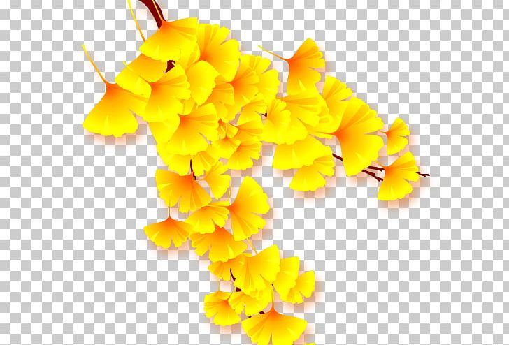Ginkgo Biloba Leaf Yellow Autumn PNG, Clipart, Autumn Leaves, Autumn Tree, Cut Flowers, Deciduous, Download Free PNG Download
