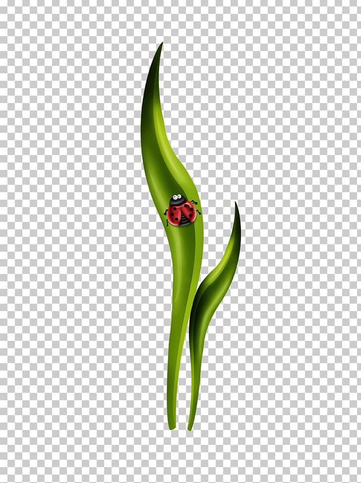 Leaf Green Vegetable Plant Stem PNG, Clipart, Christmas Star, Closeup, Free, Free To Pull, Grass Free PNG Download