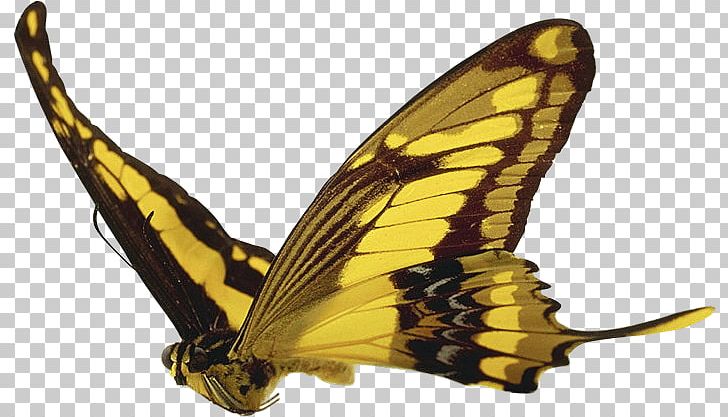 Monarch Butterfly Pieridae Desktop PNG, Clipart, Arthropod, Brush Footed Butterfly, Butterfly, Desktop Wallpaper, Flower Free PNG Download