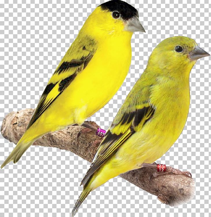 Domestic Canary European Goldfinch Eurasian Siskin Yellow-faced Siskin Tarin PNG, Clipart, Beak, Bird, Canary, Carduelis, Chardonneret Free PNG Download