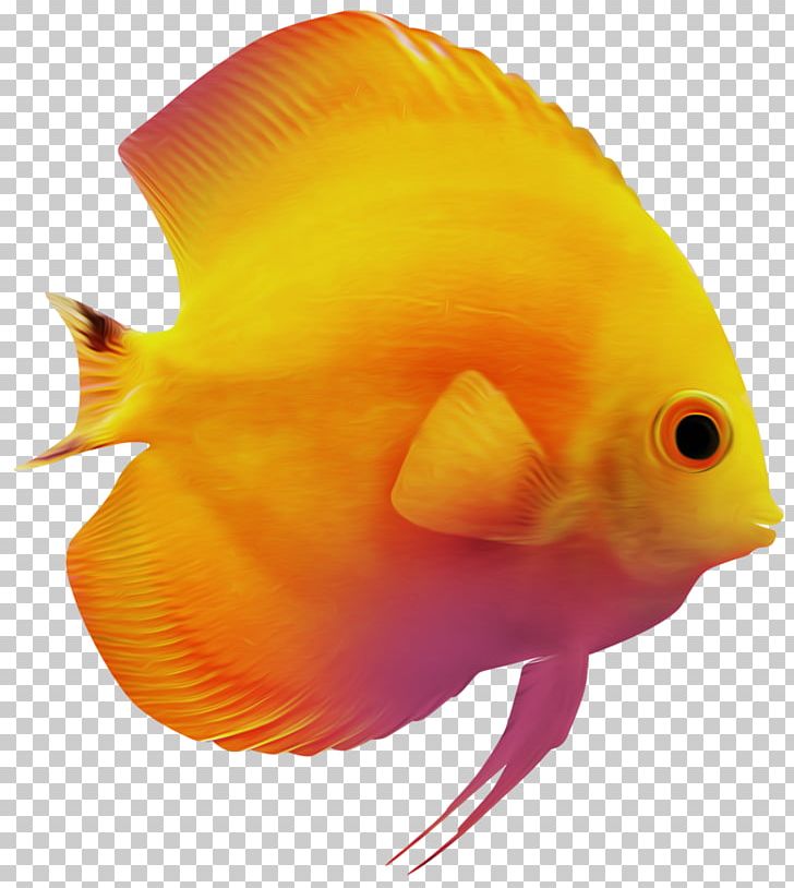 Goldfish PNG, Clipart, Animals, Animation, Aquarium, Beak, Clip Art Free PNG Download