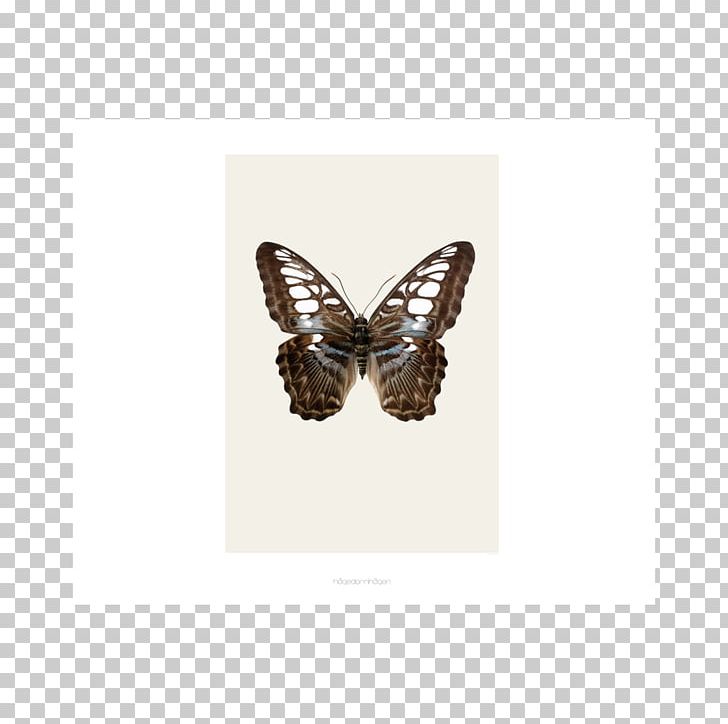Lepidoptera Poster Design Beetle Art PNG, Clipart, Art, Beetle, Butterfly, Insect, Interior Design Services Free PNG Download