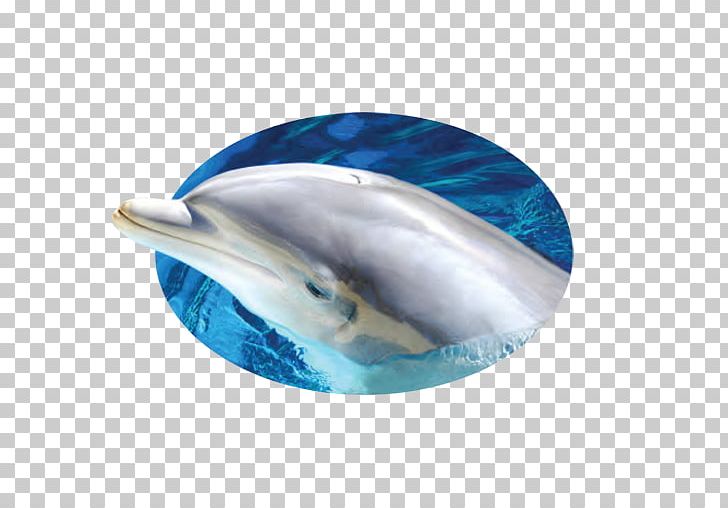 Short-beaked Common Dolphin Common Bottlenose Dolphin Wholphin Tucuxi PNG, Clipart, Animals, Aqua, Blue, Bottlenose Dolphin, Common Bottlenose Dolphin Free PNG Download