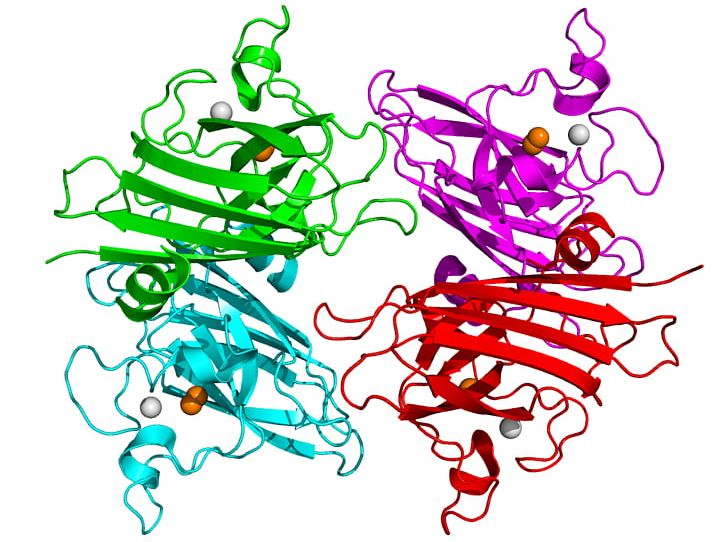 Superoxide Dismutase Enzyme SOD1 Disproportionation PNG, Clipart, Amyotrophic Lateral Sclerosis, Antioxidant, Area, Art, Artwork Free PNG Download
