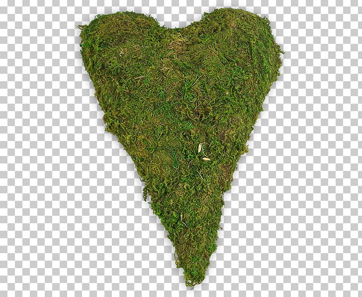 Vegetation PNG, Clipart, Grass, Moss, Non Vascular Land Plant, Others, Spitz Free PNG Download