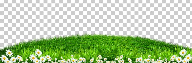 Grass PNG, Clipart, Artificial Turf, Border Texture, Computer Graphics, Computer Icons, Computer Wallpaper Free PNG Download