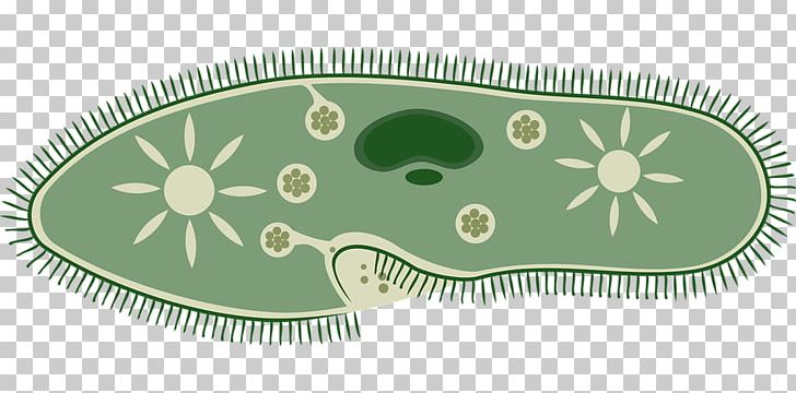 Microbiology Science Microorganism Unicellular Organism PNG, Clipart, Bacteria, Biology, Cell, Chemistry, Contractile Vacuole Free PNG Download