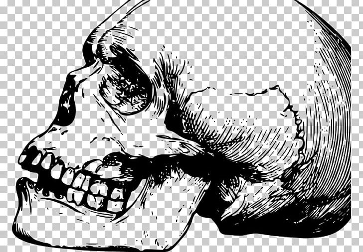 Skull Fracture Bone Human Skull Symbolism Shape PNG, Clipart, Anatomy, Art, Automotive Design, Black And White, Bone Free PNG Download