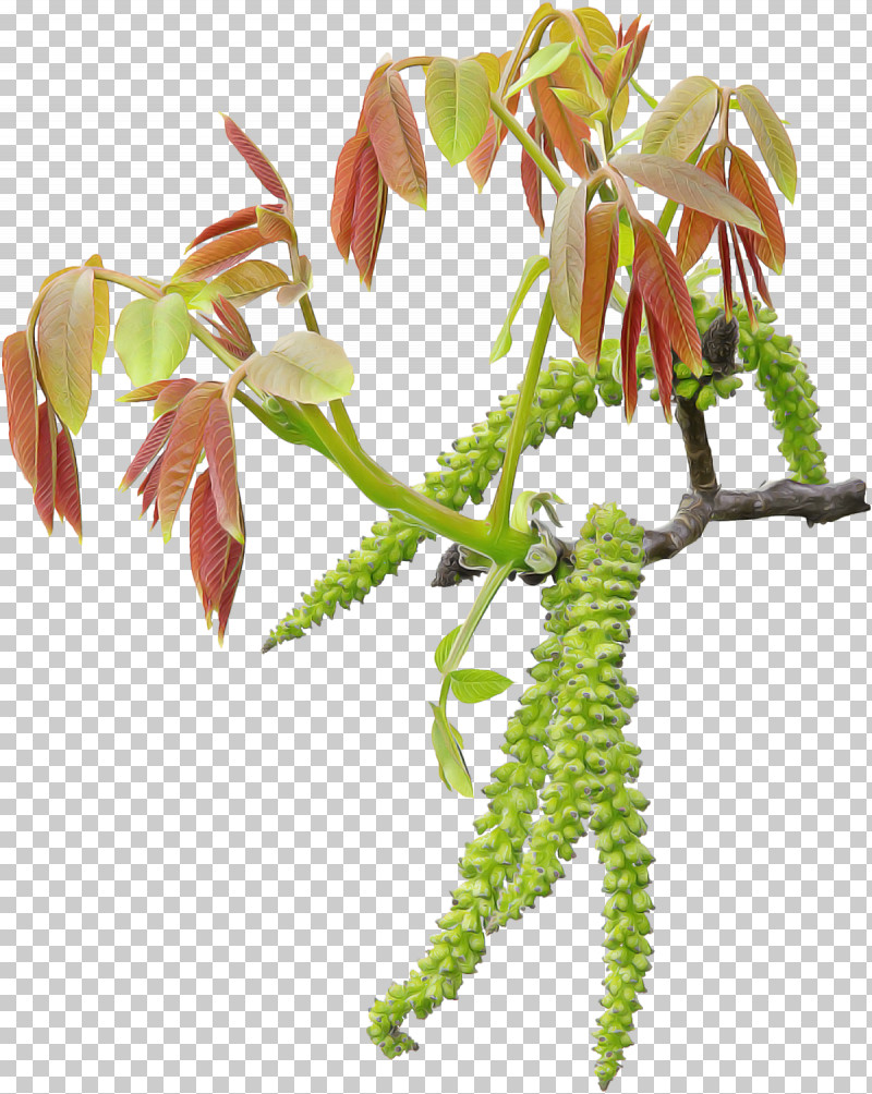 Flower Plant Leaf Tree Plant Stem PNG, Clipart, Aquarium Decor, Branch, Flower, Houseplant, Leaf Free PNG Download