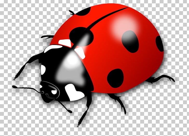 Beetle Ladybird PNG, Clipart, Animal, Beetle, Bug, Computer Wallpaper, Cute Ladybug Free PNG Download